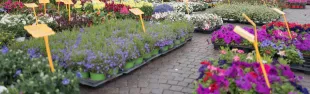Mostra fiori Greve in Chianti