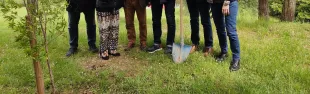 immagine albero melograno in memoria vittime Cutro