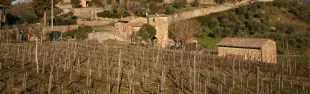 immagine Montefioralle