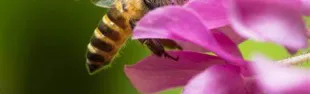immagine api ed impollinazione