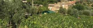 Greve in Chianti