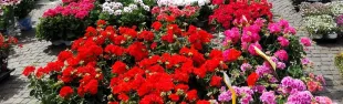Greve in fiore