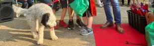 "Una domenica da cani"