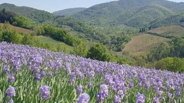 immagine fioritura giaggioli