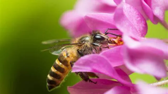 immagine api ed impollinazione