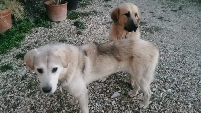 immagine cuccioli ritrovati San casciano