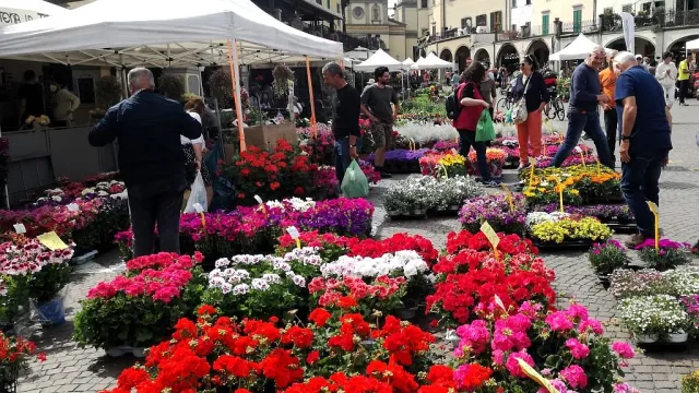 Greve in fiore