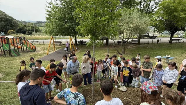 Piantagione di alberi