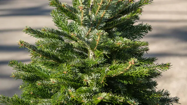 Albero di natale