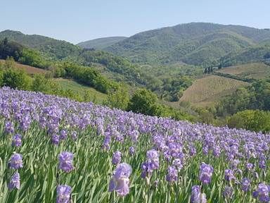 immagine fioritura iris