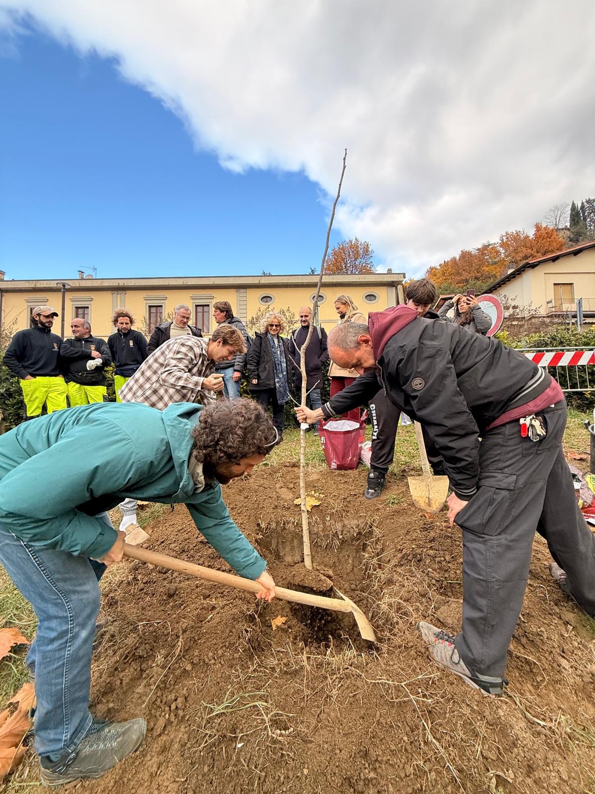 Piantumazione Noce a Greve in Chianti