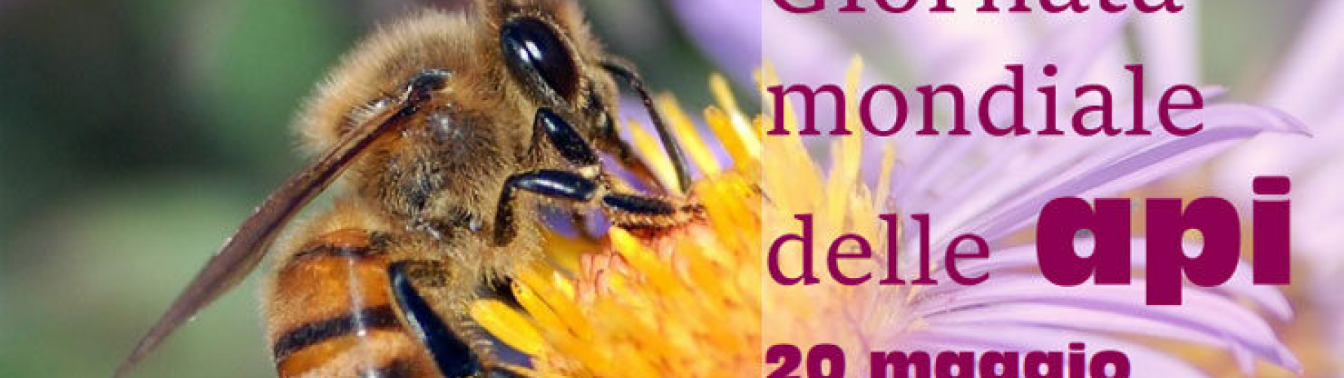 Immagine Flower-Ball-Challenge