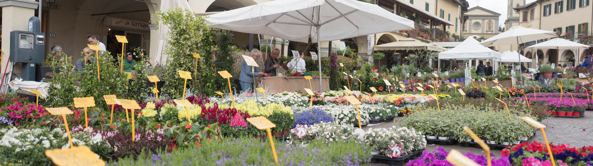 Mostra fiori Greve in Chianti
