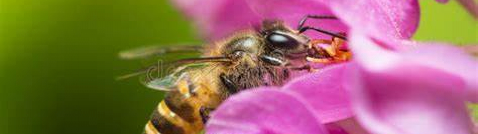 immagine api ed impollinazione