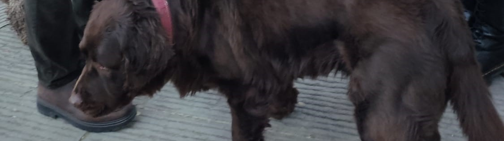 immagine sindaco Ciappi con proprietari di cani in centro storico