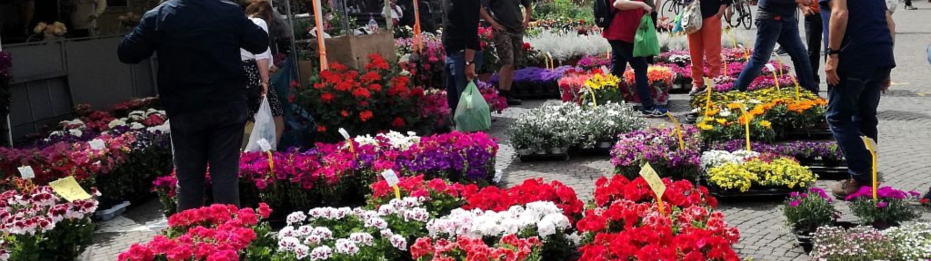 Greve in fiore