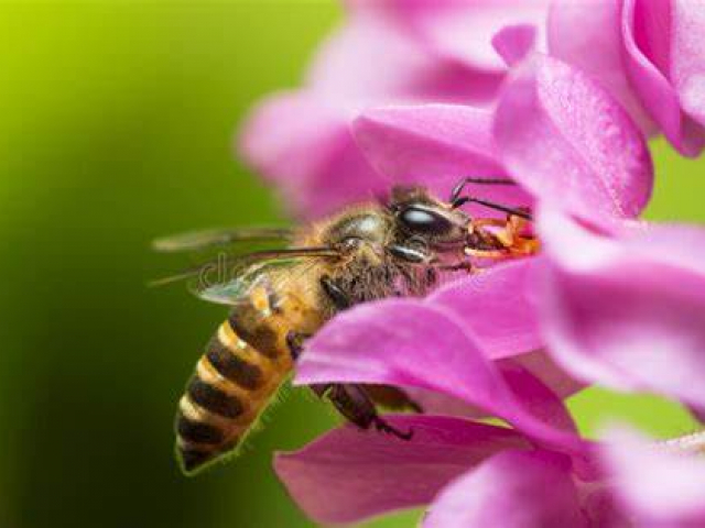 immagine api ed impollinazione