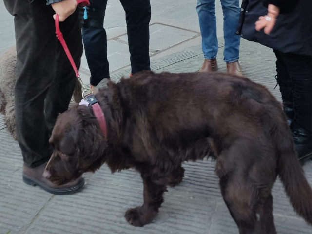 immagine sindaco Ciappi con proprietari di cani in centro storico